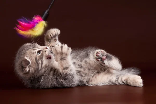 茶色の背景で遊ぶ子猫 — ストック写真