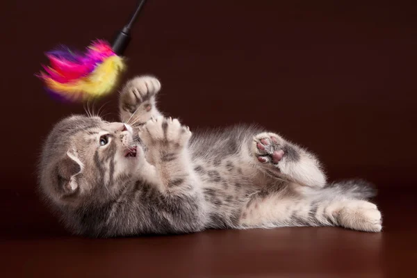 stock image Kitten playing on a brown background