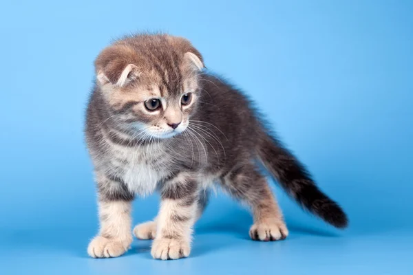 Mały kotek na niebieskim tle — Zdjęcie stockowe