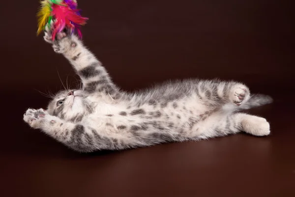 Kitten playing on a brown background — Stock Photo, Image