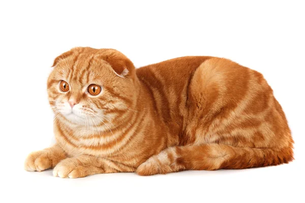 Красная кошка изолирована на белом — стоковое фото