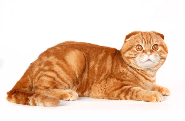 Red cat isolated on white — Stock Photo, Image