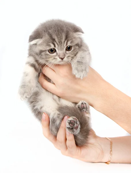 Kitten in the arms isolated on white — Stock Photo, Image