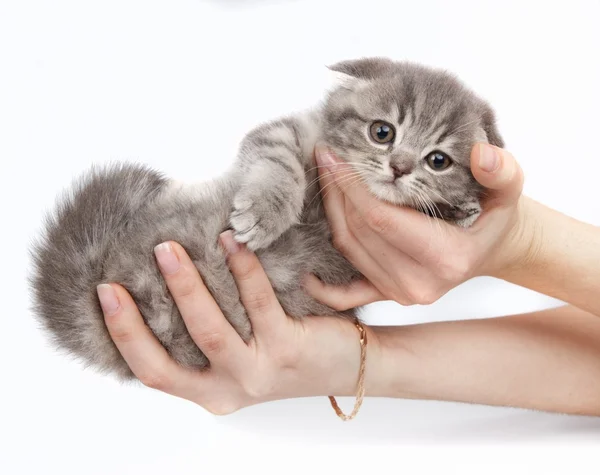 白で隔離される腕の中で子猫 — ストック写真