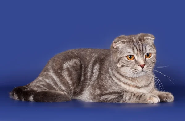 A kék háttér Fold visztula fülü macskák — Stock Fotó