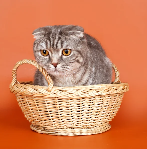 주황색 배경에 바구니에 고양이 — 스톡 사진