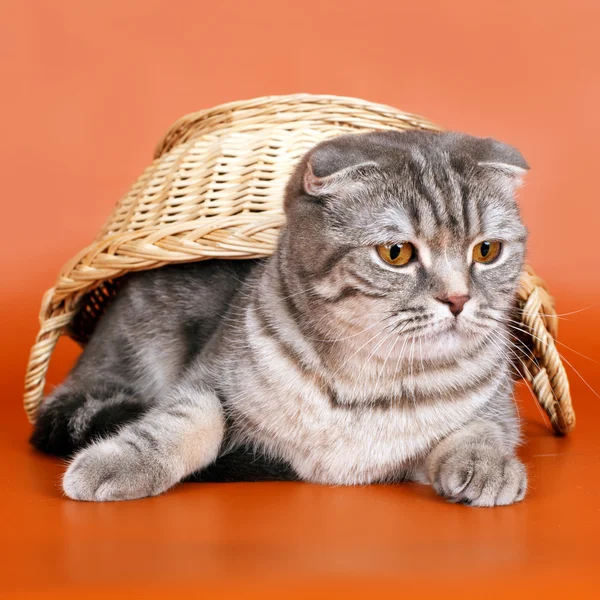 Katze unterm Korb auf orangefarbenem Hintergrund — Stockfoto