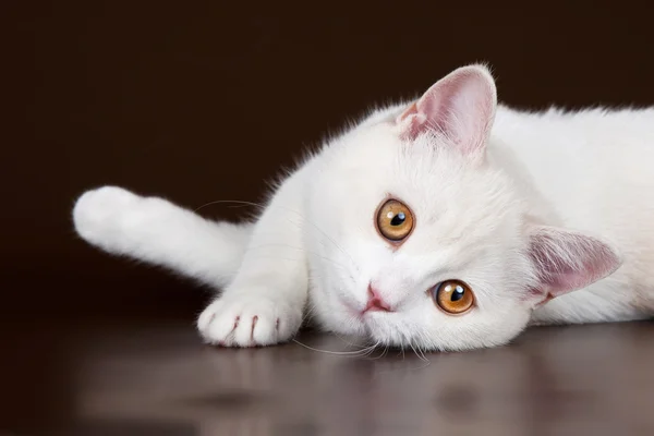 Biały kot głowy na brązowym tle — Zdjęcie stockowe