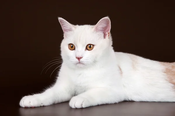 White cat on brown background — Stock Photo, Image