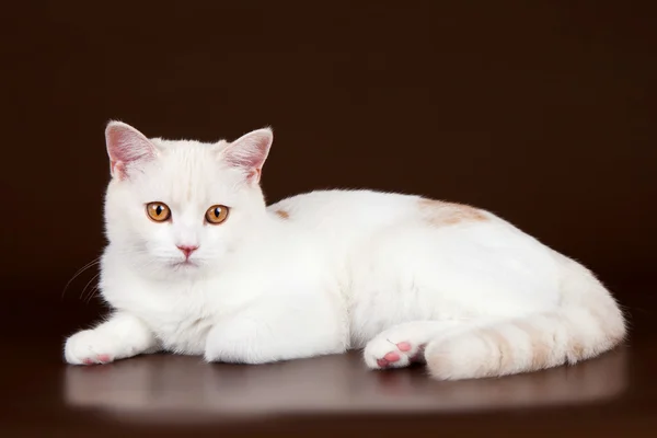 Белая кошка на коричневом фоне — стоковое фото