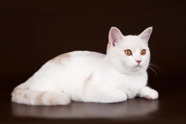 stock image White cat on brown background