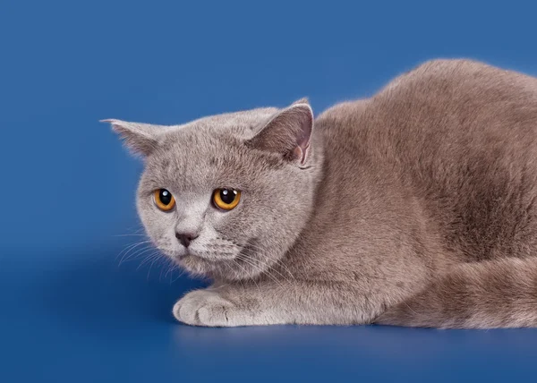 Британская кошка на синем фоне — стоковое фото