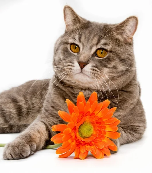 Beyaz zemin üzerine çiçek ile kedi — Stok fotoğraf