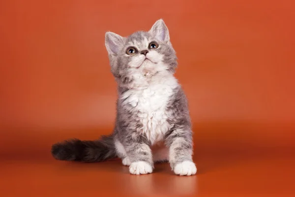 Kattunge på orange bakgrund — Stockfoto