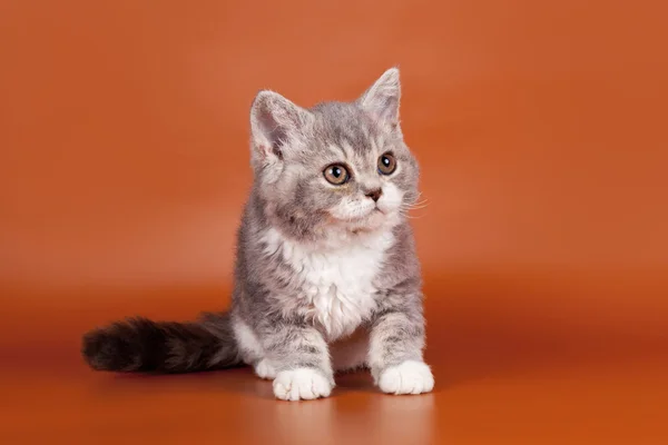 Котенок на оранжевом фоне — стоковое фото