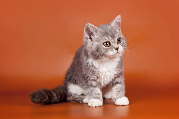 Котенок на оранжевом фоне — стоковое фото