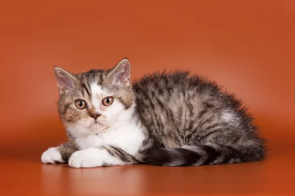 Turuncu zemin üzerinde yavru kedi — Stok fotoğraf