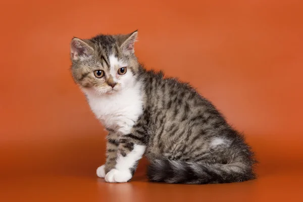 Kotek na pomarańczowym tle — Zdjęcie stockowe