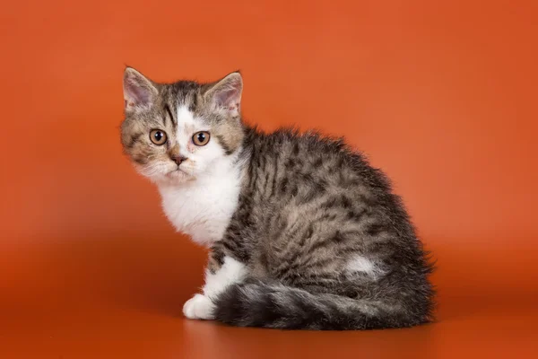 オレンジ色の背景上の子猫 — ストック写真