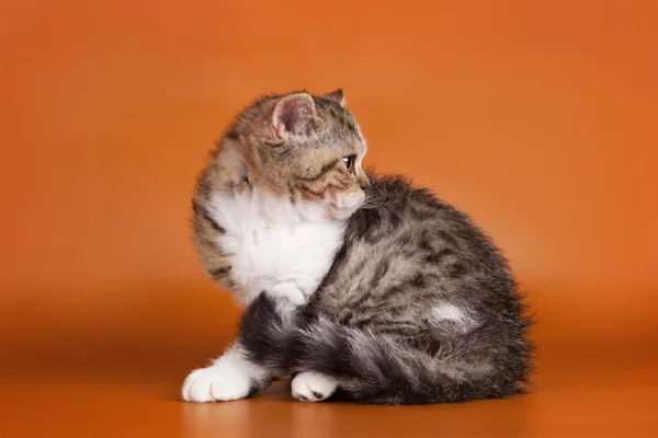 Turuncu zemin üzerinde yavru kedi — Stok fotoğraf
