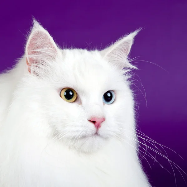 Witte kat op paarse achtergrond — Stockfoto