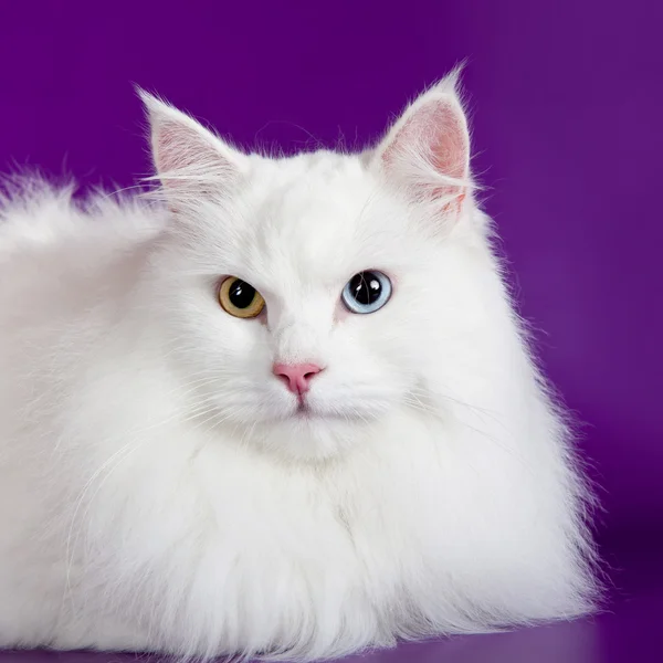 Белая кошка на фиолетовом фоне — стоковое фото