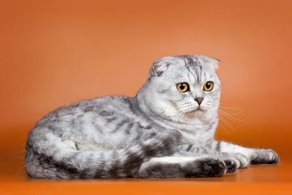 A narancsszínű háttér Fold visztula fülü macskák — Stock Fotó
