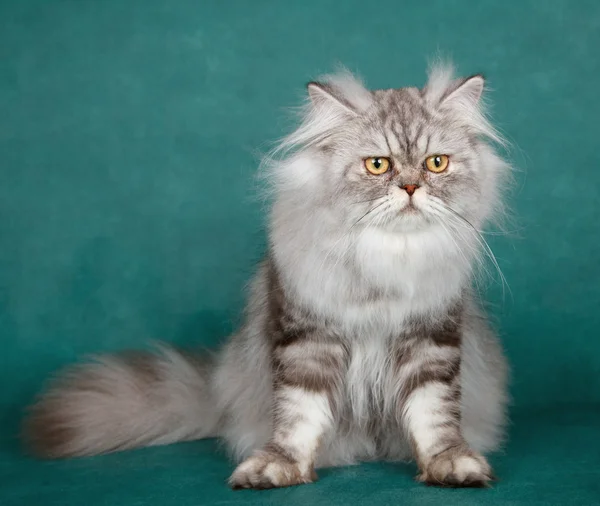 西伯利亚猫绿色背景 — 图库照片