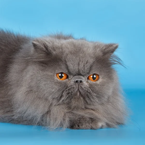 Cabeza de gato persa sobre fondo azul —  Fotos de Stock