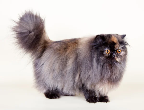 Perzsa macska, sárga háttér — Stock Fotó
