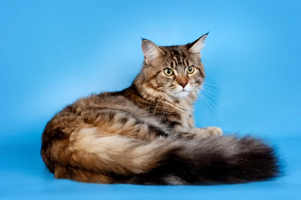 Maine coon on blue background — Stock Photo, Image