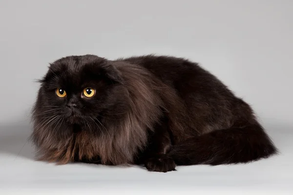 Μαύρη γάτα σε γκρι φόντο — Φωτογραφία Αρχείου