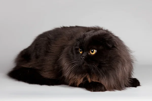 Черная кошка на сером фоне — стоковое фото