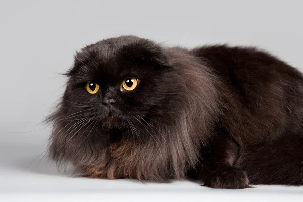 Pisică neagră pe fundal gri — Fotografie, imagine de stoc