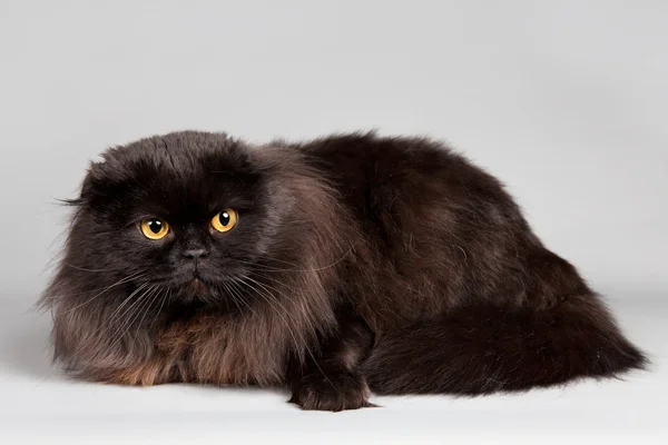 Μαύρη γάτα σε γκρι φόντο — Φωτογραφία Αρχείου
