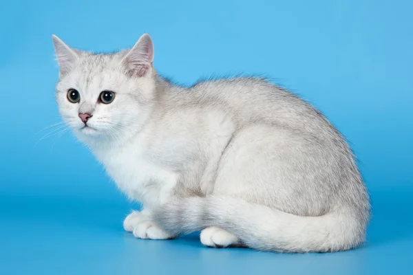 Biały kotek na niebieskim tle — Zdjęcie stockowe