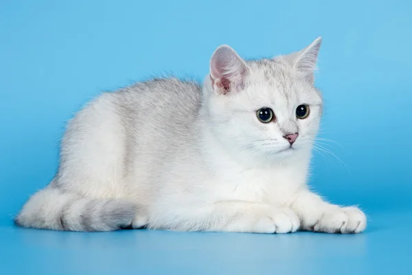 White kitten on blue background — Stock Photo, Image