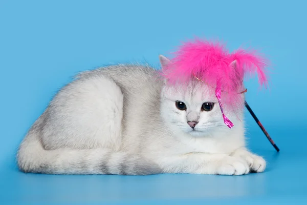 stock image White kitten on blue background