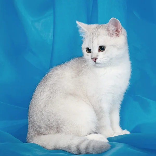 Weißes Kätzchen auf blauem Hintergrund — Stockfoto
