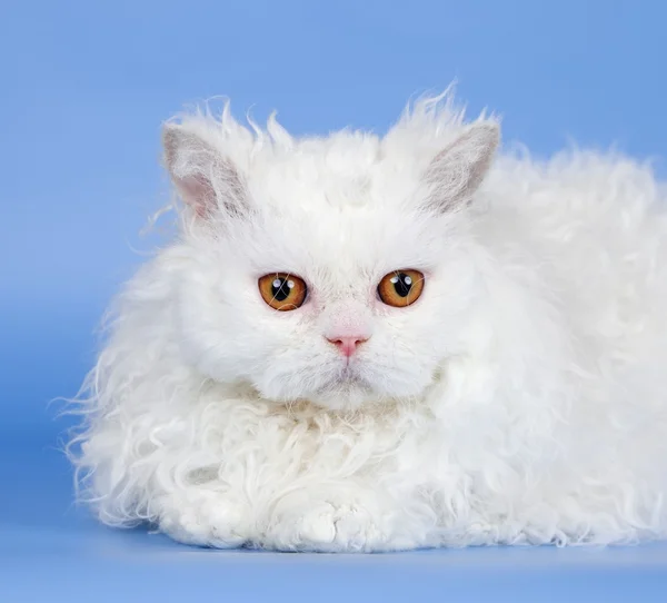 Белая голова кота на синем фоне — стоковое фото