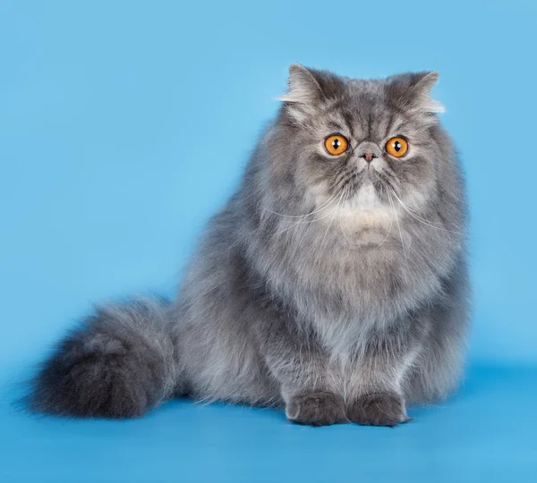 Персидский кот на синем фоне — стоковое фото