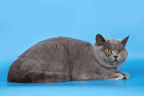 蓝色背景上的英国短毛猫 — 图库照片