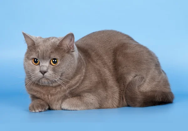 Mavi zemin üzerine İngiliz kedi — Stok fotoğraf