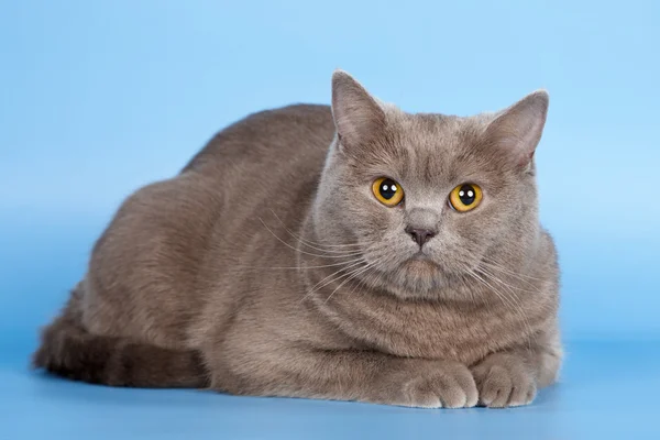 青い背景上のイギリスの猫 — ストック写真