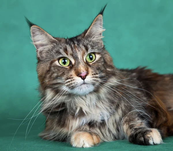 Maine coon on green background — Stock Photo, Image