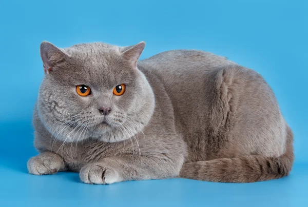 Британський кіт на синьому фоні — стокове фото