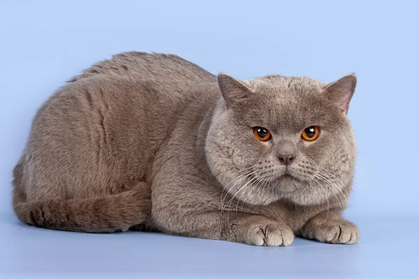 青い背景上のイギリスの猫 — ストック写真
