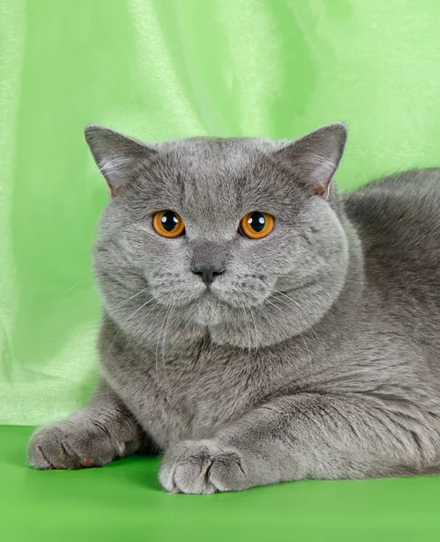 Britische Katze Kopf auf grünem Hintergrund — Stockfoto