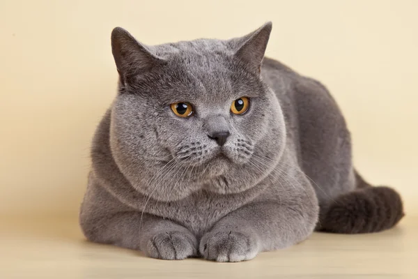 Britische Katze auf gelbem Hintergrund — Stockfoto