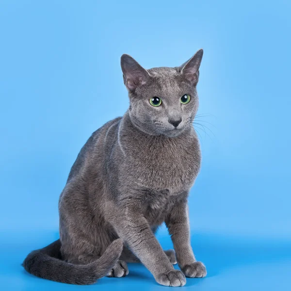 Russische blue cat op blauwe achtergrond — Stockfoto